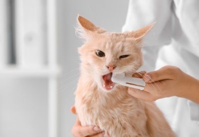 Comprehensive Pet Care In New York